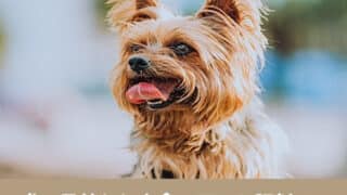 犬の日替わり定食　口コミ　評判　原材料　食いつき