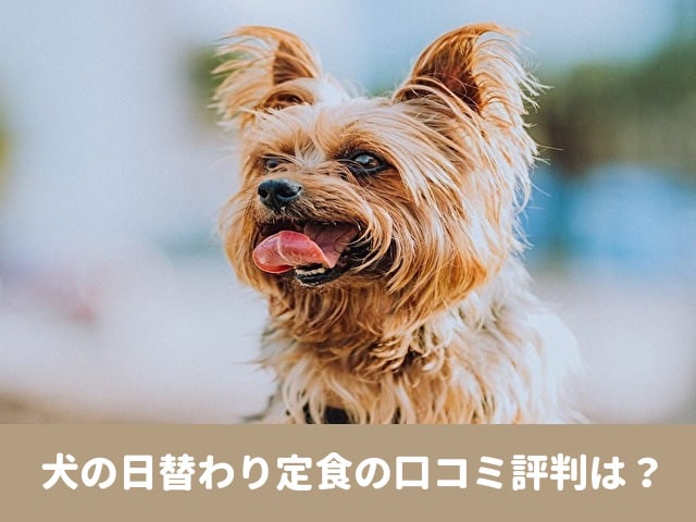 犬の日替わり定食　口コミ　評判　原材料　食いつき