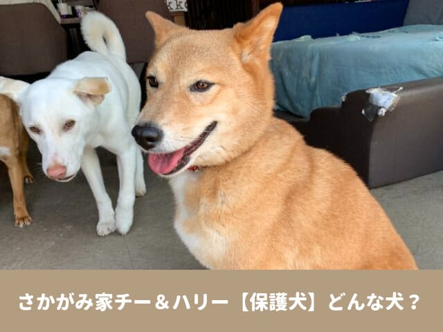 さかがみ家　チー　ハリー　保護犬　犬種　性格　生い立ち