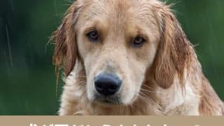 犬　雨　うんちしない　室内　トイレ