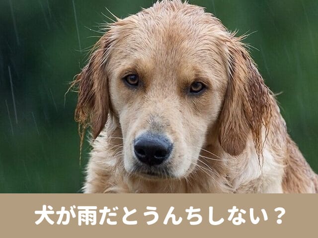 犬　雨　うんちしない　室内　トイレ