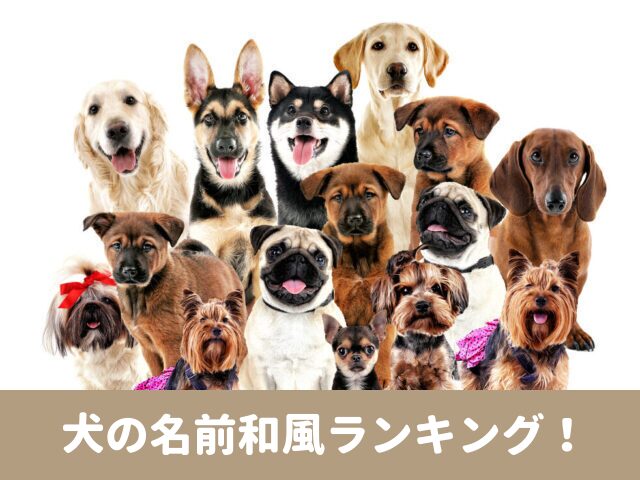 犬の名前　2023　おしゃれ　和風　ランキング　個性的　珍しい