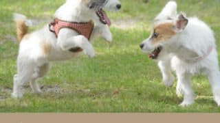 クロノーブ　口コミ　評判　犬　腸活サプリ　効果　安全性