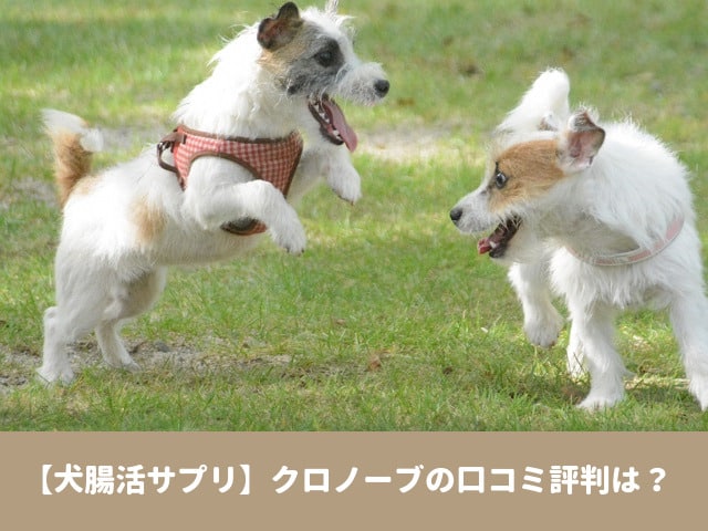 クロノーブ　口コミ　評判　犬　腸活サプリ　効果　安全性