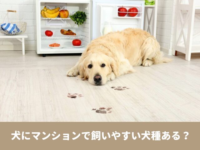 犬　マンション　飼いやすい　種類　室内飼い　騒音対策　注意