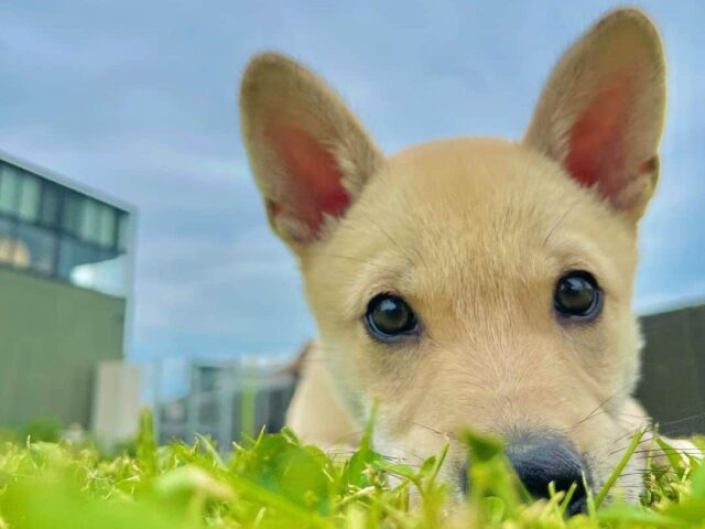 さかがみ家　ピン子　ジョージ山本　Be　保護犬　生い立ち　性格