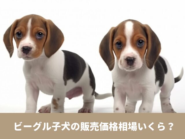 ビーグル　子犬　販売　価格　相場　毛色　値段