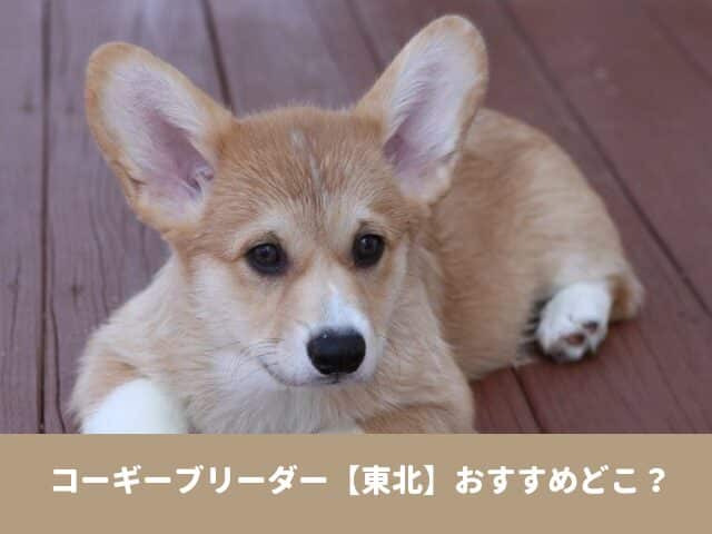 コーギー　ブリーダー　東北　おすすめ　子犬　値段　口コミ　評判