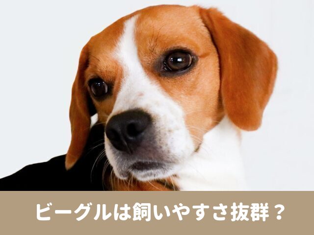 ビーグル　飼いやすさ　性格悪い　しつけ　難しい