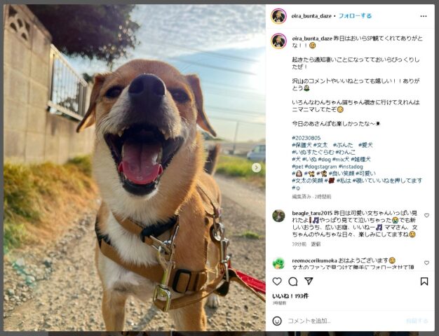 さかがみ家　保護ハウス　文太　保護犬　犬種　譲渡サイト