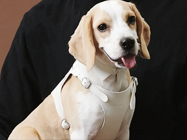 pawdea ポーディ　口コミ　評判　散歩　使いやすさ　おすすめ　商品