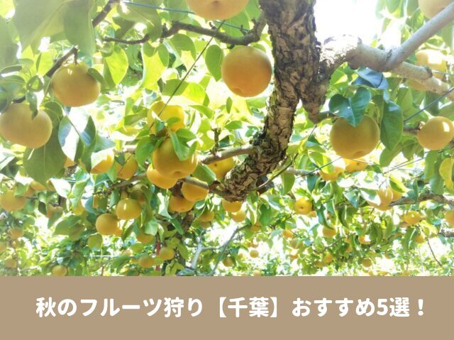 ペットOK　フルーツ狩り　千葉　2023　秋　おすすめ　カレンダー　食べ放題
