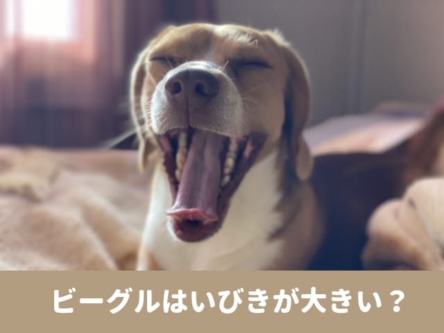 ビーグル　いびき　大きい　子犬　睡眠　うるさい