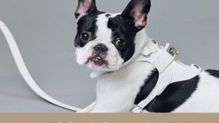 pawdea ポーディ　口コミ　評判　散歩　使いやすさ　おすすめ　商品