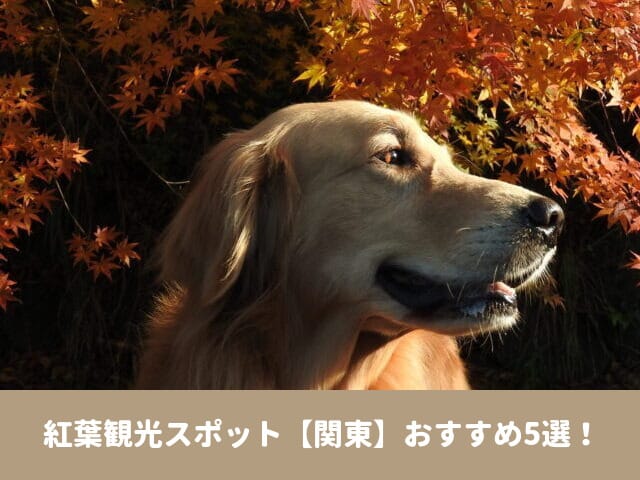 犬と行ける　関東　2023　紅葉　観光　おすすめ　穴場　見頃
