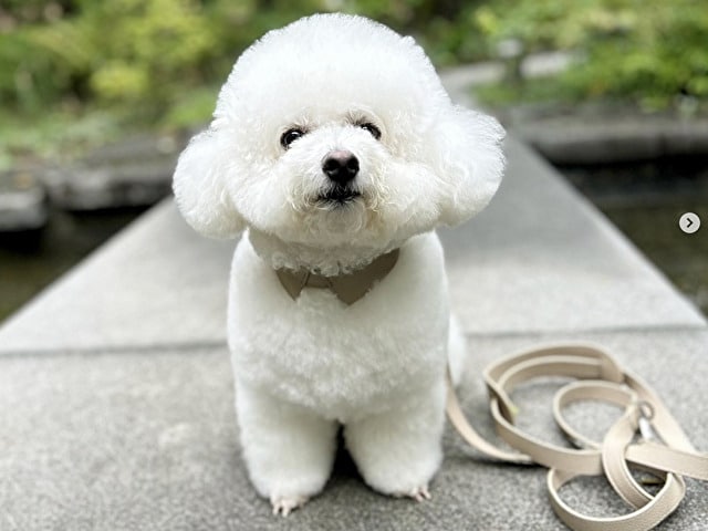 pawdea ポーディ　口コミ　評判　散歩　使いやすさ　おすすめ　商品