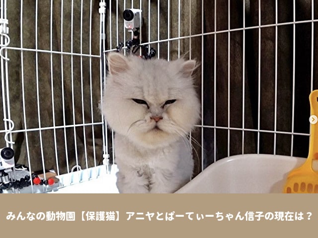 みんなの動物園　保護猫　アニヤ　ぱーてぃちゃん信子　現在　最新情報　SNS