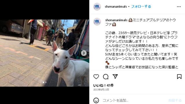 ONEDAY　フラン　犬種　プロフィール　SNS　視聴者