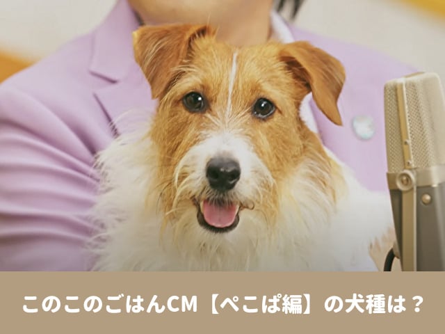 このこのごはん　CM　ぺこぱ　犬　松陰寺　SNS