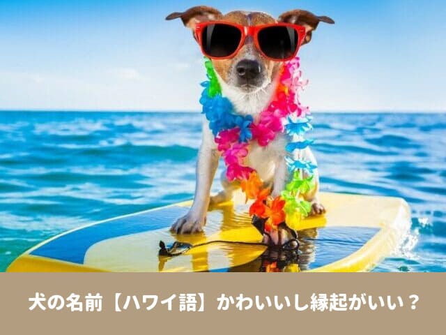 犬　名前　ハワイ語　かわいい　縁起がいい　幸せを運ぶ　人気