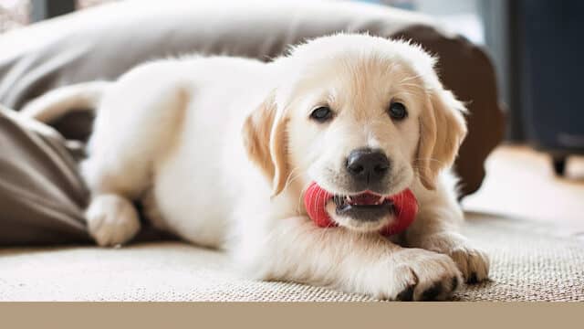 ゴールデンレトリバー　子犬　4ヶ月　噛む　怒る　痛い