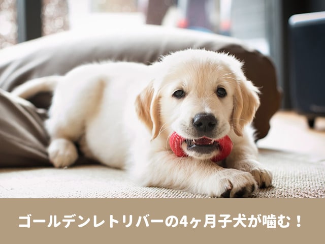 ゴールデンレトリバー　子犬　4ヶ月　噛む　怒る　痛い