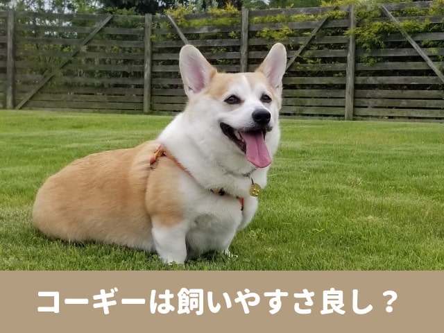 コーギー　飼いやすさ　性格　特徴　賢さ