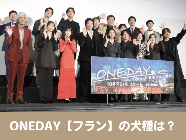 ONEDAY　フラン　犬種　プロフィール　SNS　視聴者