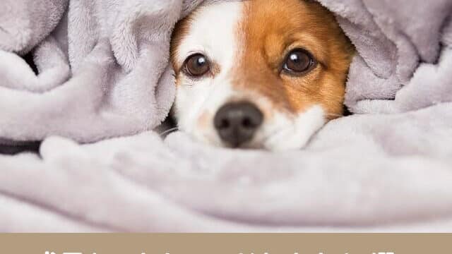 犬　あったか　ベッド　おすすめ　洗える　ドーム