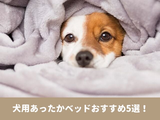 犬　あったか　ベッド　おすすめ　洗える　ドーム