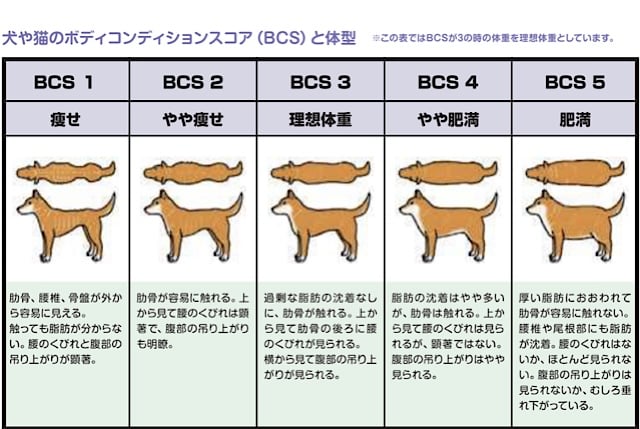 ゴールデンレトリバー　体重　成犬　体重推移　体長　月齢