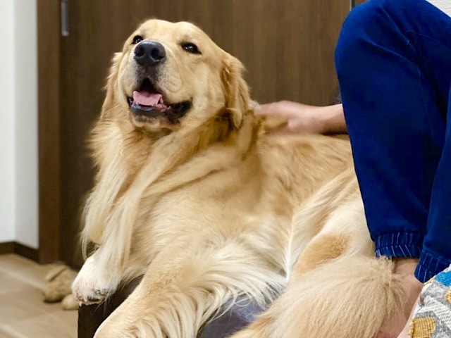 ゴールデンレトリバー　ベンツ　飼い主　年収　職種　グッズ　最新