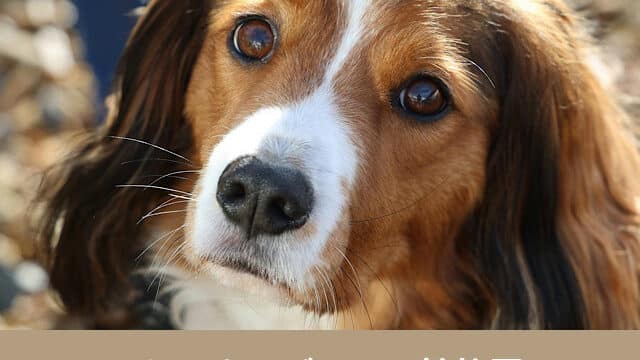 コーイケルホンディエ　性格悪い　室内　飼いやすさ　初心者　難しい