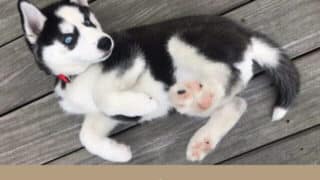 シベリアンハスキー　子犬 もふもふ　スゴイ　かわいい　魅力　画像