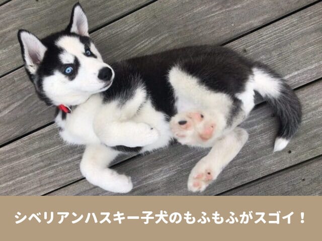 シベリアンハスキー　子犬 もふもふ　スゴイ　かわいい　魅力　画像