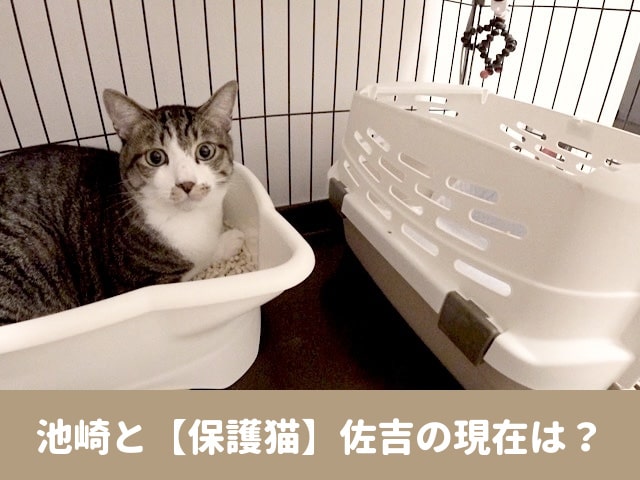 池崎　保護猫　佐吉　現在　SNS  youtube  ボランティア