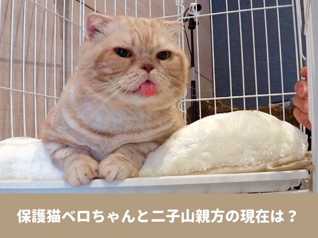 みんなの動物園　保護猫　ベロちゃん　二子山親方　現在　ブルー　SNS