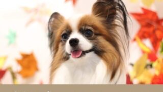 パピヨン犬　カット 2023　かわいい　おすすめ　耳の毛　短め