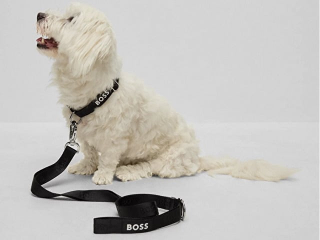 HUGO BOSS　犬服　グッズ　大谷翔平　犬　ポロシャツ