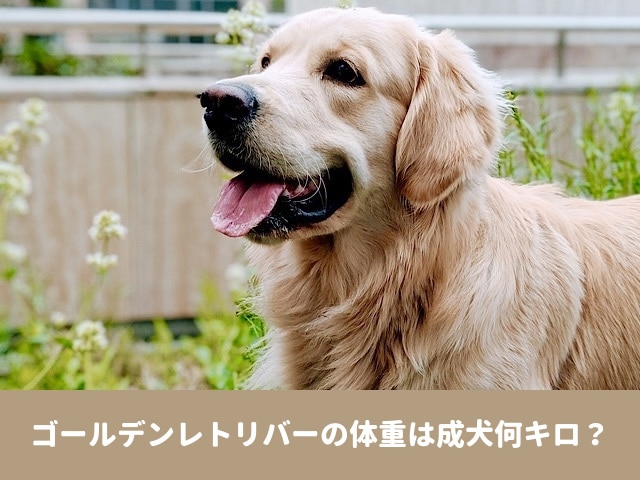 ゴールデンレトリバー　体重　成犬　体重推移　体長　月齢