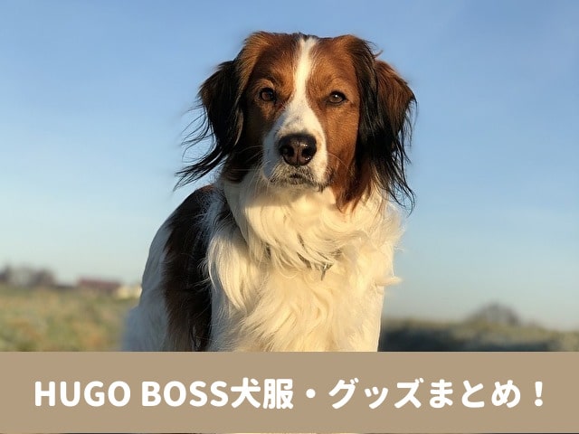 HUGO BOSS　犬服　グッズ　大谷翔平　犬　ポロシャツ