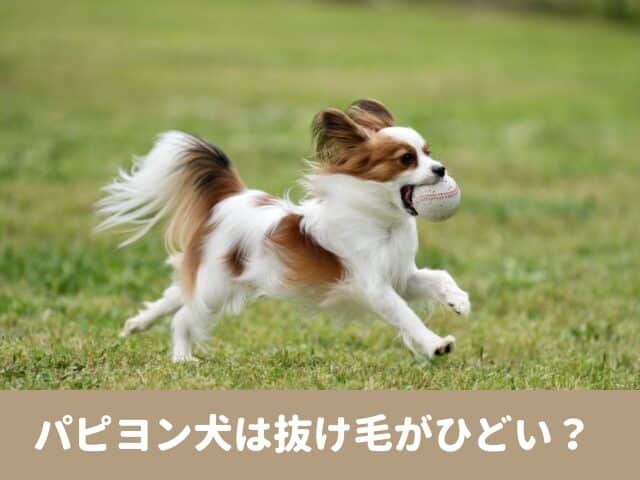 パピヨン犬　抜け毛　ひどい 毛　特徴　毛が抜ける　時期