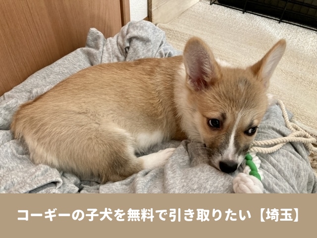 コーギー　子犬　無料　引き取り　埼玉　里親　譲渡会