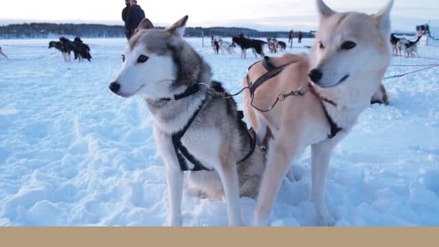 シベリアンハスキー　大きさ 成犬　何キロ　平均　体重推移