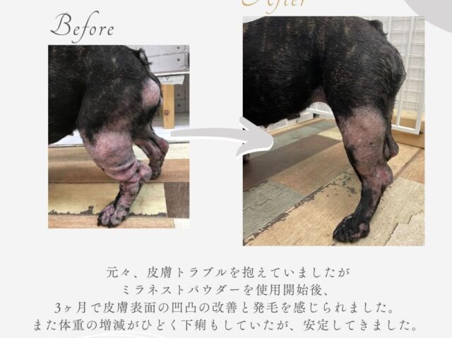 ミラネストパウダー　犬　口コミ　評判　効果　原材料　安全性