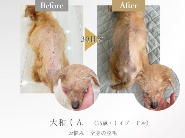 ミラネストパウダー　犬　口コミ　評判　効果　原材料　安全性