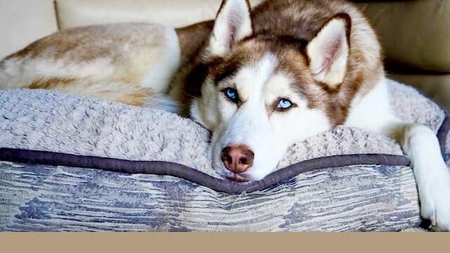 シベリアンハスキー　マンション　飼えない　抜け毛　匂い