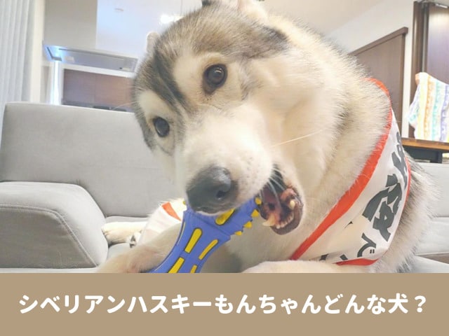 シベリアンハスキー　もんちゃん　どんな犬　Youtube 赤ちゃん　優しい　性格　人気