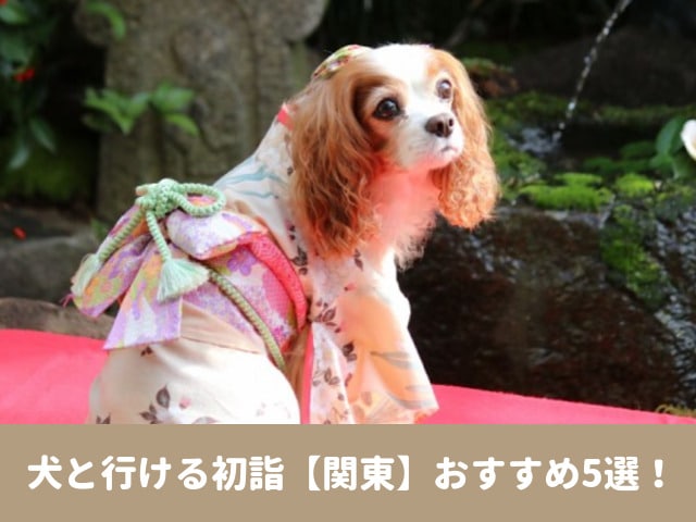犬と行ける　初詣　関東　2024 おすすめ　ペット　お守り　おみくじ