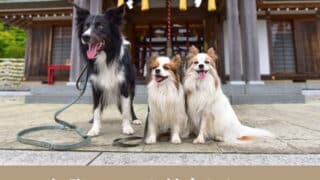 初詣　ペット　禁止 犬同伴　マナー　混雑